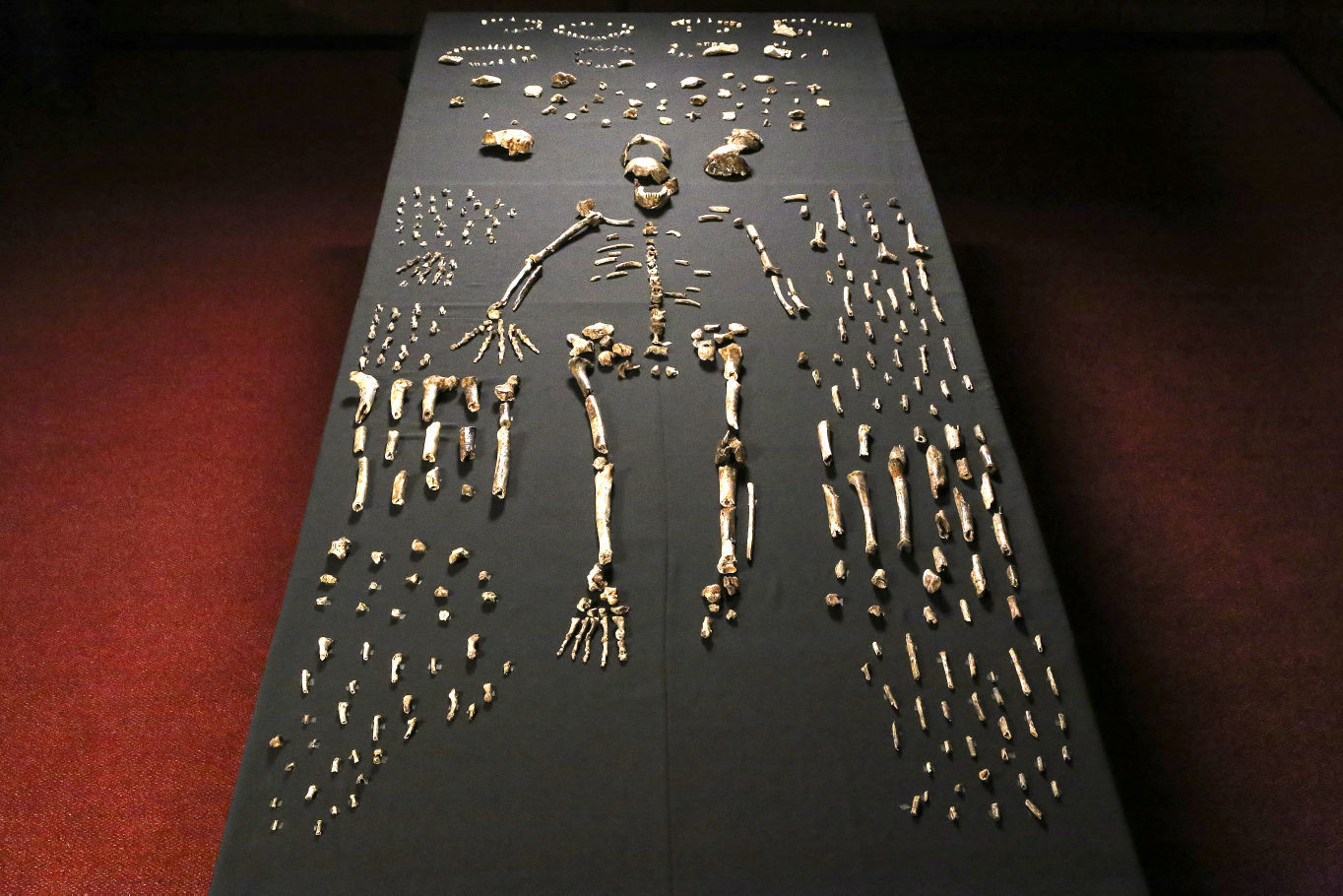 Homo naledi bones